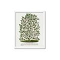 Picture of Hardy Magnolia Tree Lithograph _GroupedProduct_Rectangle_Portrait_Framed_Matted_