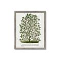 Picture of Hardy Magnolia Tree Lithograph _GroupedProduct_Rectangle_Portrait_Framed_Matted_
