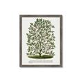 Picture of Hardy Magnolia Tree Lithograph _GroupedProduct_Rectangle_Portrait_Framed_Matted_