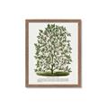 Picture of Hardy Magnolia Tree Lithograph _GroupedProduct_Rectangle_Portrait_Framed_Matted_