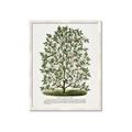 Picture of Hardy Magnolia Tree Lithograph _GroupedProduct_Rectangle_Portrait_Framed_Matted_