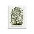 Picture of Hardy Magnolia Tree Lithograph _GroupedProduct_Rectangle_Portrait_Framed_Matted_