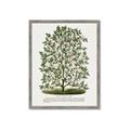 Picture of Hardy Magnolia Tree Lithograph _GroupedProduct_Rectangle_Portrait_Framed_Matted_