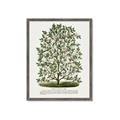 Picture of Hardy Magnolia Tree Lithograph _GroupedProduct_Rectangle_Portrait_Framed_Matted_