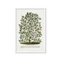Picture of Hardy Magnolia Tree Lithograph _GroupedProduct_Rectangle_Portrait_Framed_Matted_