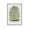Picture of Hardy Magnolia Tree Lithograph _GroupedProduct_Rectangle_Portrait_Framed_Matted_