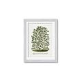 Picture of Hardy Magnolia Tree Lithograph _GroupedProduct_Rectangle_Portrait_Framed_Matted_