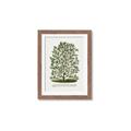 Picture of Hardy Magnolia Tree Lithograph _GroupedProduct_Rectangle_Portrait_Framed_Matted_