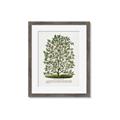 Picture of Hardy Magnolia Tree Lithograph _GroupedProduct_Rectangle_Portrait_Framed_Matted_