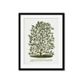 Picture of Hardy Magnolia Tree Lithograph _GroupedProduct_Rectangle_Portrait_Framed_Matted_