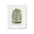 Picture of Hardy Magnolia Tree Lithograph _GroupedProduct_Rectangle_Portrait_Framed_Matted_