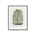 Picture of Hardy Magnolia Tree Lithograph _GroupedProduct_Rectangle_Portrait_Framed_Matted_