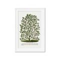 Picture of Hardy Magnolia Tree Lithograph _GroupedProduct_Rectangle_Portrait_Framed_Matted_