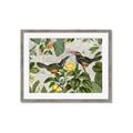 Picture of Parrots Nostalgic Journey 2 _GroupedProduct_Rectangle_Landscape_Framed_Matted_
