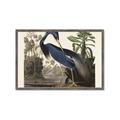 Picture of Vintage Heron Bird _GroupedProduct_Rectangle_Landscape_Framed_Matted_
