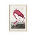 Picture of Vintage Pink Flamingo _GroupedProduct_Rectangle_Portrait_Framed_Matted_