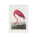 Picture of Vintage Pink Flamingo _GroupedProduct_Rectangle_Portrait_Framed_Matted_