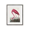 Picture of Vintage Pink Flamingo _GroupedProduct_Rectangle_Portrait_Framed_Matted_