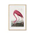 Picture of Vintage Pink Flamingo _GroupedProduct_Rectangle_Portrait_Framed_Matted_
