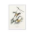 Picture of Two Yellow Warbler Birds _GroupedProduct_Rectangle_Portrait_Framed_Matted_