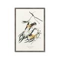 Picture of Two Yellow Warbler Birds _GroupedProduct_Rectangle_Portrait_Framed_Matted_