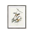 Picture of Two Yellow Warbler Birds _GroupedProduct_Rectangle_Portrait_Framed_Matted_