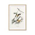 Picture of Two Yellow Warbler Birds _GroupedProduct_Rectangle_Portrait_Framed_Matted_