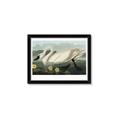 Picture of Vintage Floating White Swan _GroupedProduct_Rectangle_Landscape_Framed_Matted_