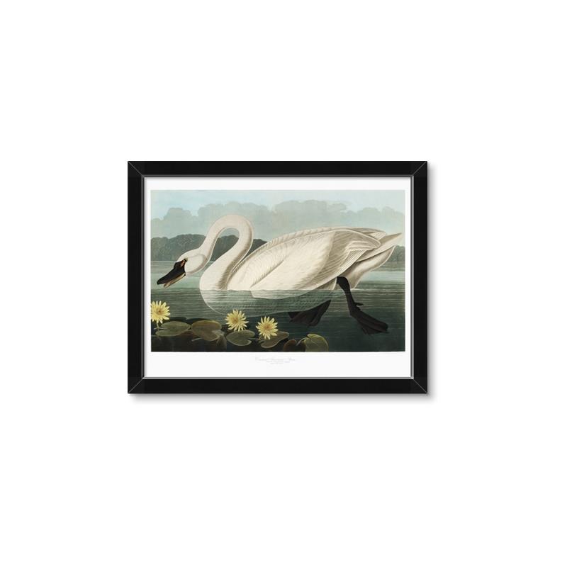 Picture of Vintage Floating White Swan _GroupedProduct_Rectangle_Landscape_Framed_Matted_