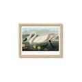 Picture of Vintage Floating White Swan _GroupedProduct_Rectangle_Landscape_Framed_Matted_