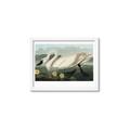 Picture of Vintage Floating White Swan _GroupedProduct_Rectangle_Landscape_Framed_Matted_
