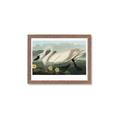 Picture of Vintage Floating White Swan _GroupedProduct_Rectangle_Landscape_Framed_Matted_