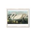Picture of Vintage Floating White Swan _GroupedProduct_Rectangle_Landscape_Framed_Matted_
