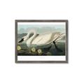 Picture of Vintage Floating White Swan _GroupedProduct_Rectangle_Landscape_Framed_Matted_