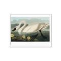 Picture of Vintage Floating White Swan _GroupedProduct_Rectangle_Landscape_Framed_Matted_