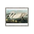 Picture of Vintage Floating White Swan _GroupedProduct_Rectangle_Landscape_Framed_Matted_