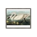 Picture of Vintage Floating White Swan _GroupedProduct_Rectangle_Landscape_Framed_Matted_