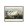 Picture of Vintage Floating White Swan _GroupedProduct_Rectangle_Landscape_Framed_Matted_