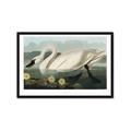 Picture of Vintage Floating White Swan _GroupedProduct_Rectangle_Landscape_Framed_Matted_