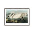 Picture of Vintage Floating White Swan _GroupedProduct_Rectangle_Landscape_Framed_Matted_