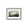 Picture of Vintage Floating White Swan _GroupedProduct_Rectangle_Landscape_Framed_Matted_