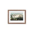 Picture of Vintage Floating White Swan _GroupedProduct_Rectangle_Landscape_Framed_Matted_