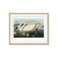 Picture of Vintage Floating White Swan _GroupedProduct_Rectangle_Landscape_Framed_Matted_