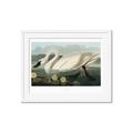 Picture of Vintage Floating White Swan _GroupedProduct_Rectangle_Landscape_Framed_Matted_