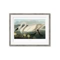 Picture of Vintage Floating White Swan _GroupedProduct_Rectangle_Landscape_Framed_Matted_