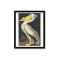 Picture of Vintage White Pelican _GroupedProduct_Rectangle_Portrait_Framed_Matted_