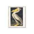 Picture of Vintage White Pelican _GroupedProduct_Rectangle_Portrait_Framed_Matted_