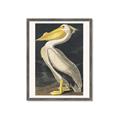Picture of Vintage White Pelican _GroupedProduct_Rectangle_Portrait_Framed_Matted_