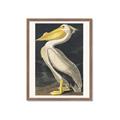 Picture of Vintage White Pelican _GroupedProduct_Rectangle_Portrait_Framed_Matted_