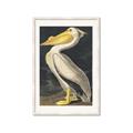 Picture of Vintage White Pelican _GroupedProduct_Rectangle_Portrait_Framed_Matted_